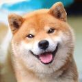 秋田犬模拟器安卓版v1.0.1