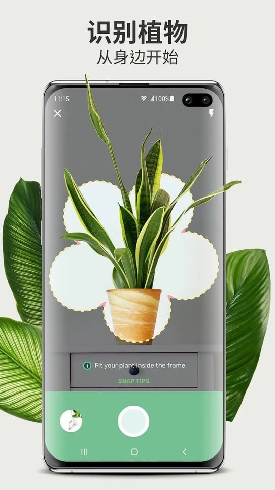 Blossom植物识别截图3