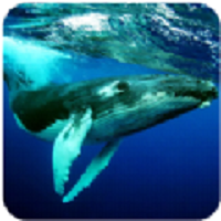 座头鲸模拟器3D安卓版