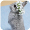 新兔子壁纸安卓版v1.0